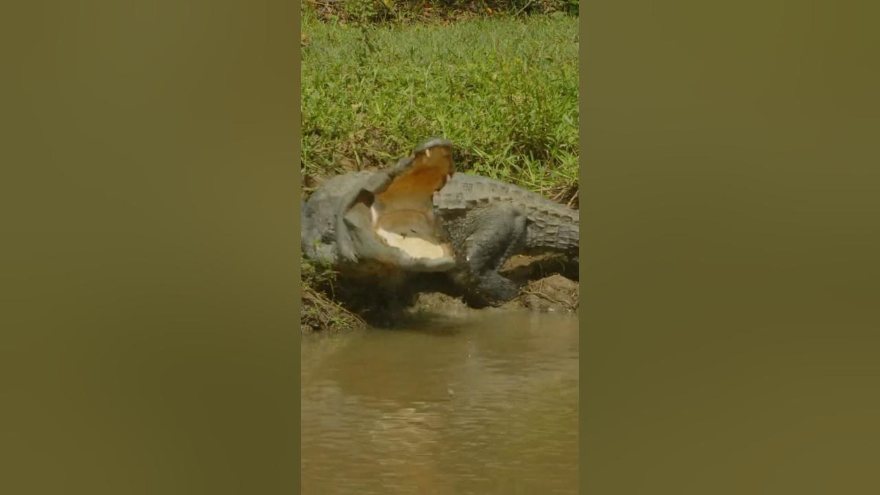 crocodile is not run zig zag properly😳facts youtubeshorts short