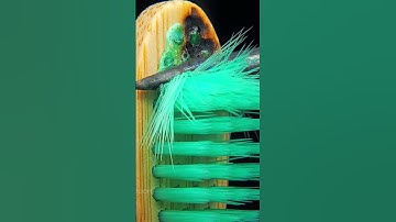 Jaw-Dropping Macro ASMR: Experiments That Will Keep You Watching