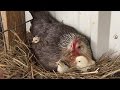 It's hatch day under the broody hen