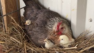 It's hatch day under the broody hen