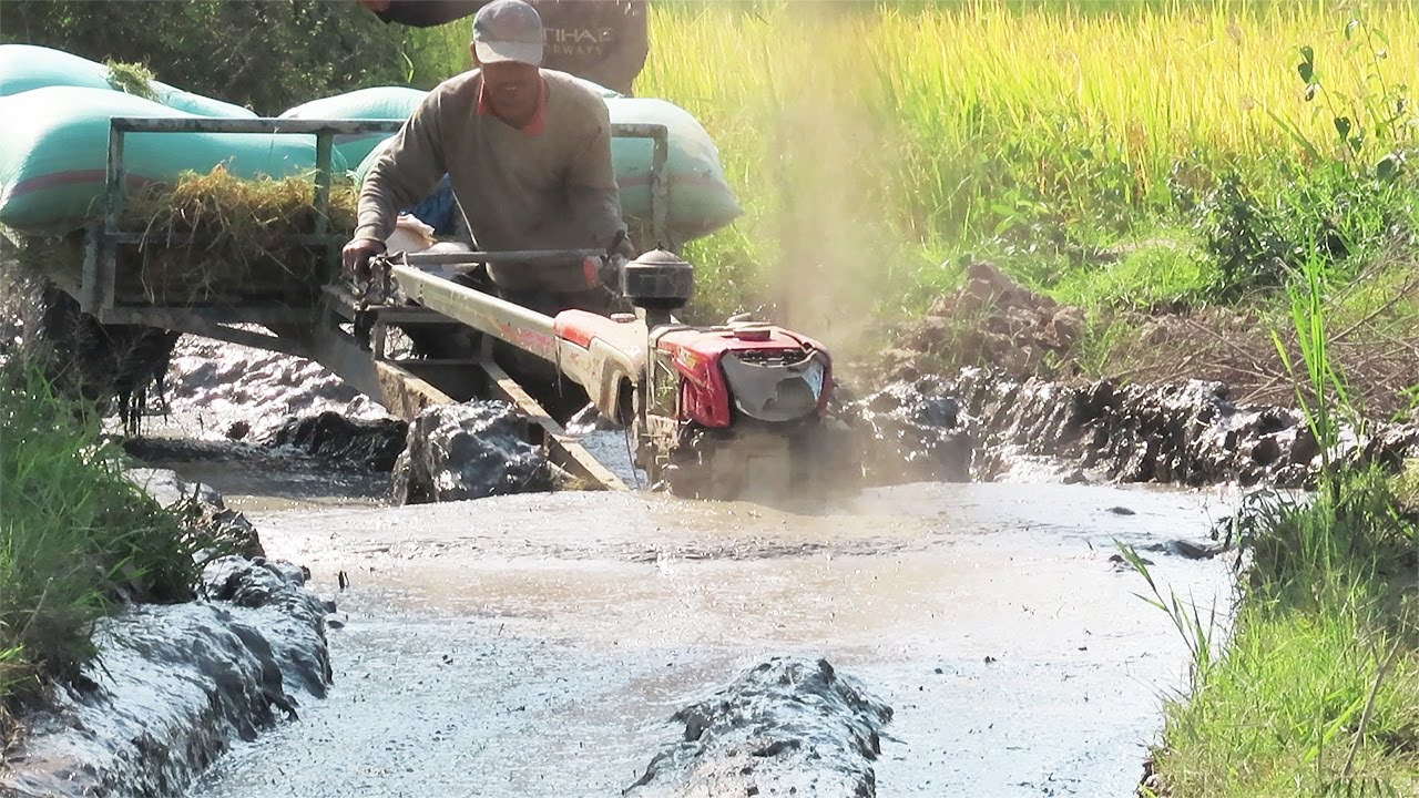 ពូកែបើកគោយន្តដឹកស្រូវឆ្លងកាត់ផ្លូវលំបាក,Skillful to driver tractor trachang transport Rice acrosse