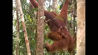 Zootube - NWF | Ranger Rick