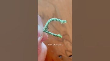 Funny little twig. #juniper #insects #bug #caterpillar #bugs #wildlife #nature #tree #trees #tiny