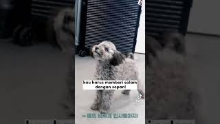 Zero Taeyeon Vs Beiley Hyoyeon