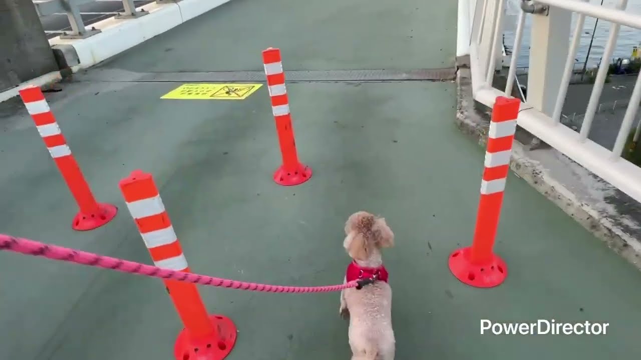 #79【ココとララ】大阪関西万博会場入り口まで舞洲から橋を渡ってお散歩。※パソコン修理中のためスマホで編集しています。。555日目