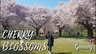 Cherry Blossoms and Palace Gardens Schwetzingen - Germany