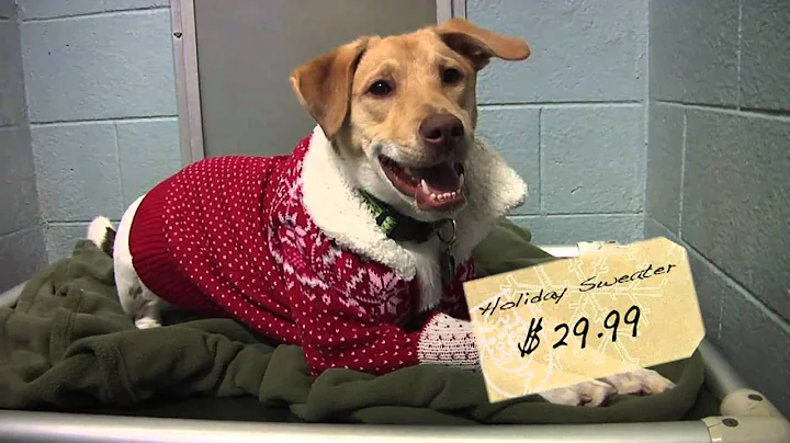 iGive.com Video Contest: Save-A-Pet Animal Shelter