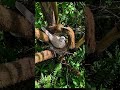 Watch: Eurasian Collared Dove Up Close on Hidden Camera | #EurasianCollaredDove #BirdWatching