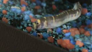 serpenti ivan.avi
