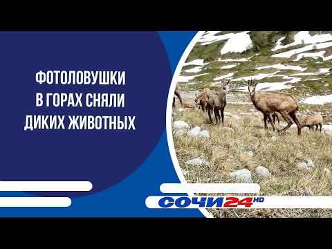 Mountain trail cameras capture wild animals