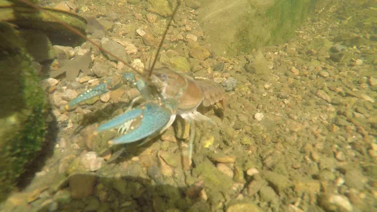 Minnows,Tadpoles, And Crawfish. Fun day YouTube