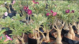 Eden Adenium garden tour @garden gallery/ big plants #adenium #gardentour