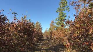 $500 down - 5 acres w/ access to private lake & National Forest - InstantAcres.Com - WL20