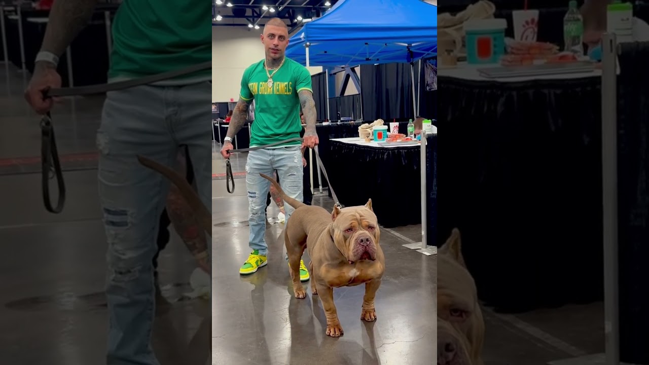 "Brazilla" the Most muscular XL Brazilian American Bully at the Texas ABKC Nationals