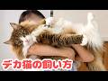 超大型猫ノルウェージャンとの暮らしに向いている人の特徴4選