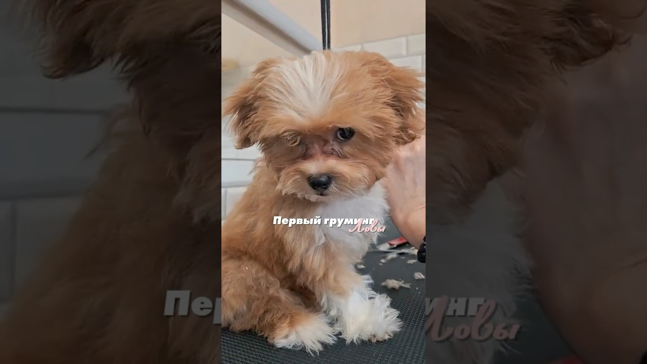 ❤️ Первый ГРУМИНГ ❤️
