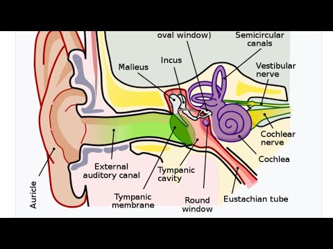 Internal ear (bony labyrinth ) part 01 - YouTube