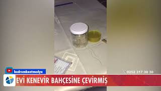 Evi̇ Kenevi̇r Bahçesi̇ne Çevi̇rmi̇ş