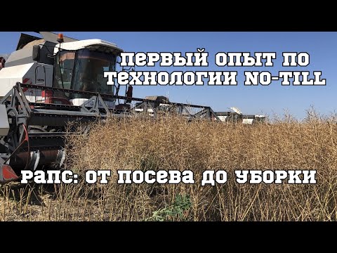 Видео: Можете ли вы убирать рапс под дождем?