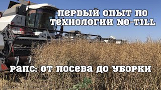 Рапс по технологии No-till впервые. От посева до уборки