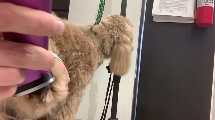 Paws 2