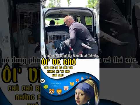 Video: Chó Dogo Argentino hoạt động như thế nào?