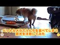 うんちを食べてしまう愛犬をペットカメラで注意してみた。