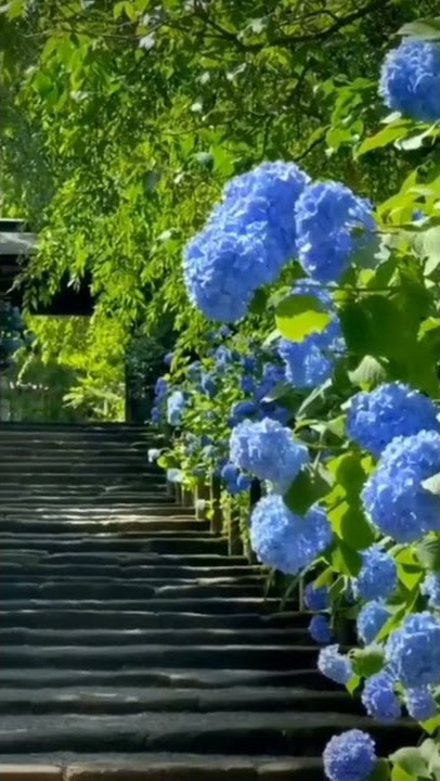 Bunga cantik warna biru