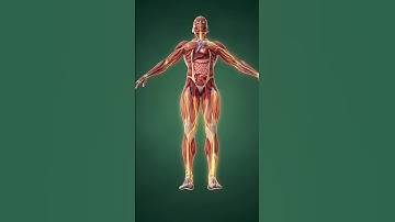 “Snake Fruit 3D Anatomy: Full-Body Nutrient Flow & Health Effects | Cinematic Medical Visualization”