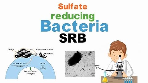 SRB bacteria | Yazenkom