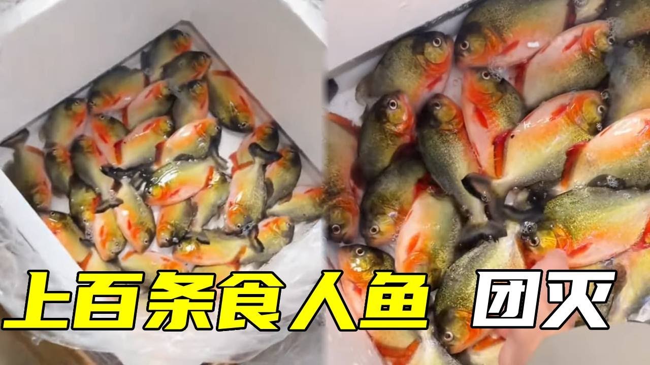 养粉丝推荐养的鱼之————食人鱼！结果100条食人鱼团灭了！还有机会救活吗？【鲁伟学长】