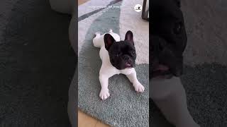 思っていた色と違うフレブルさん|PECO #フレブル #フレンチブルドッグ #frenchbulldog
