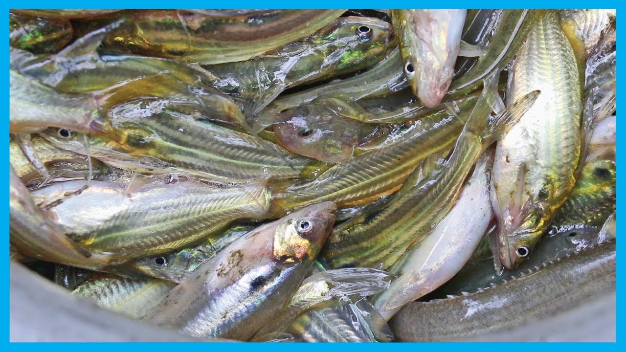 How Villagers Collect Fresh Pond Fish after Pond Fishing (Part 22