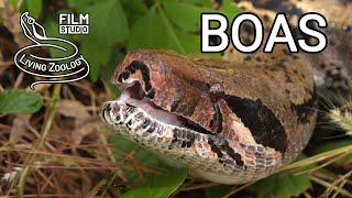 Boa Imperator Big Constrictor Snake Tree Boas Corallus Dumerils Boa Acrantophis Booid Snakes