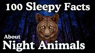 The Most Relaxing Facts About Nocturnal Animals to Fall Asleep To screenshot 2