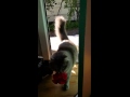 Flower Gifting Cat Part 1 Flower Gifting Cat Part 1