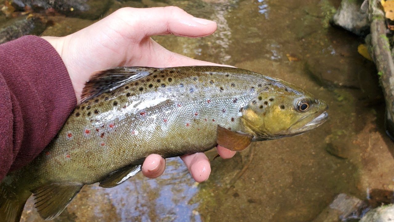 Exploring Lake Tributaries for SE PA Wild Trout
