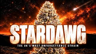 Stardawg: The Strain That Took Over The UK