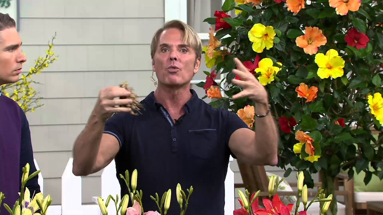 Cottage Farms 6piece Reblooming Color Burst Daylilies on QVC YouTube