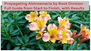 Propagating Alstroemeria by Root Division - a Detailed Guide, with Results
