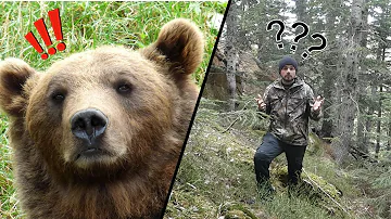 ¿Cuál es el punto débil de un oso pardo?