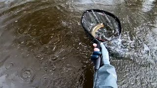 Охота за дикой форелью. Весна 2018