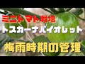 【梅雨時期の管理】ミニトマト「トスカーナバイオレット」湿気と害虫