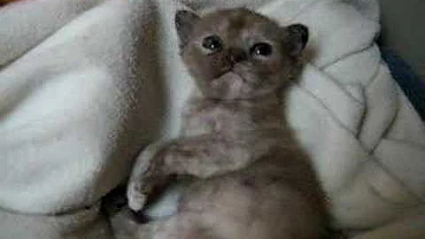 Watch the video about My baby burmese kitten
