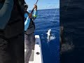 BABY SHARK🦈 #fishing #videofishing #fish #fypシ゚viral