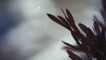 Stefan Torto - E S S O | Inner Voyage [Meditation Music Video]