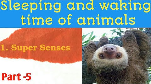 Ncert class 5 evs|ch.1 super senses|sleeping and waking time of animals