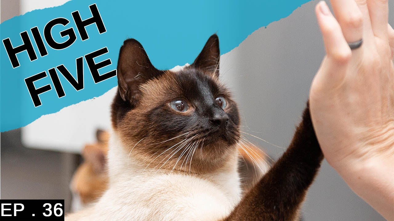 What Does Shaking Eyes In Siamese Cats Mean Youtube