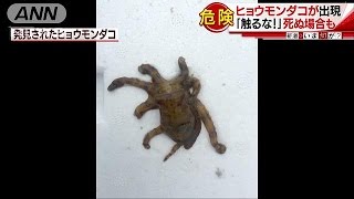 ヒョウモンダコの天敵って