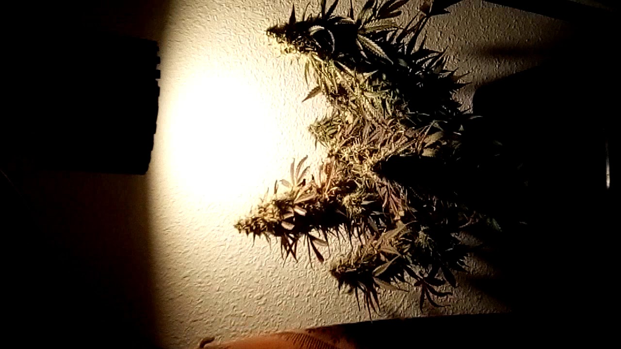 Tgl star 60 autosomango